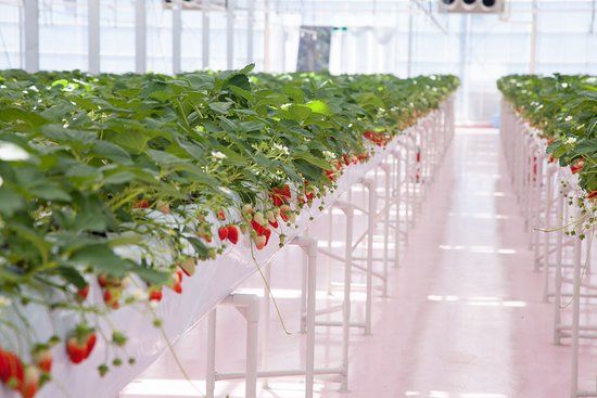 東京ストロベリーパーク